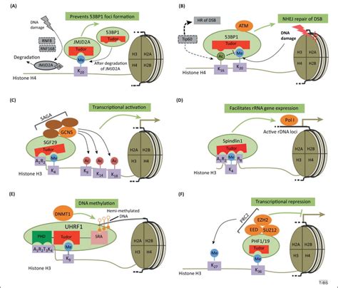 tudor domain proteins in development|Tudor: a versatile family of histone methylation ‘readers’.